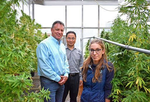 Research Team Begins Growing Hemp on Campus